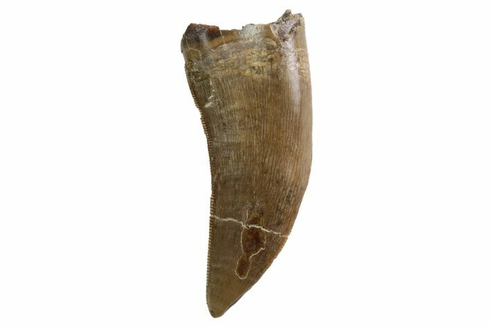 Tyrannosaur Tooth - Judith River Formation, Montana #93729